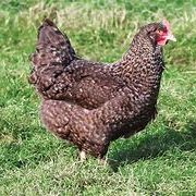 Poule pondeuse rousse, sussex, harco, coucou, bleu #3