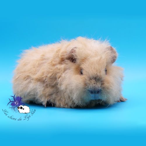 Jeune cobaye pur race