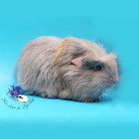 Jeune cobaye pur race #1