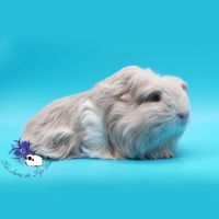 Jeune cobaye pur race #3