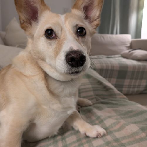 Mélange de corgys adorables #0