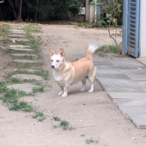 Mélange de corgys adorables #2