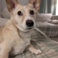 Mélange de corgys adorables