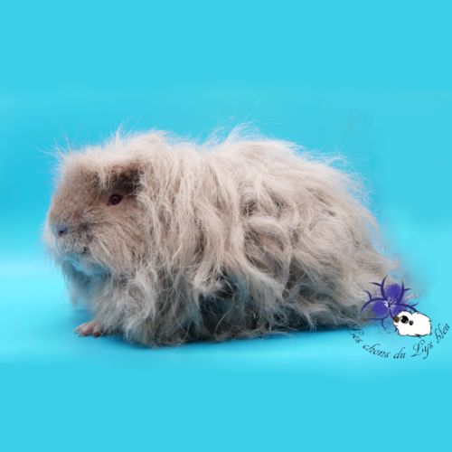 Reproducteur mérinos lilas