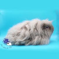 Reproducteur mérinos lilas #1