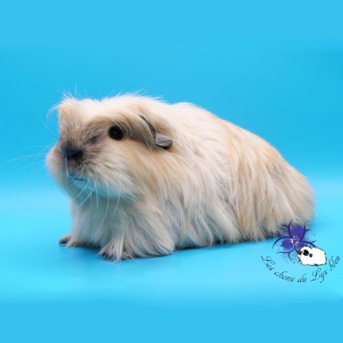 Jeunes femelles cobayes pure race