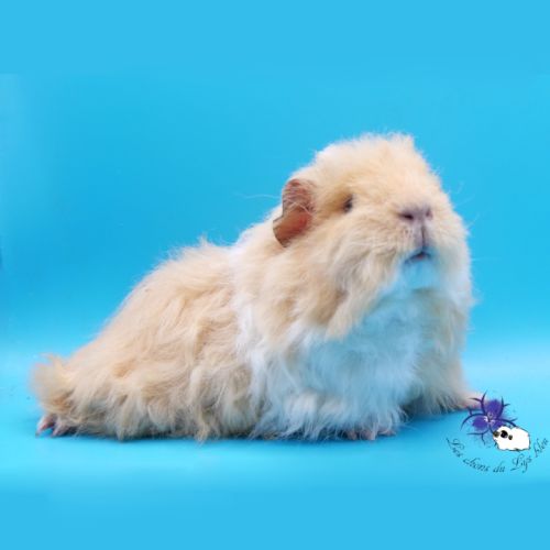 Jeunes femelles cobayes pure race #3