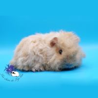 Jeunes femelles cobayes pure race #1