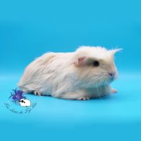 Jeunes femelles cobayes pure race #4