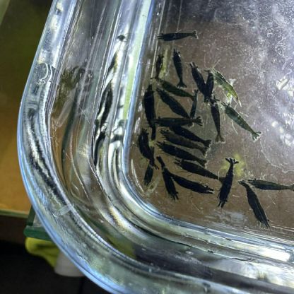 Neocaridina plusieurs souches dispos nice et envoi