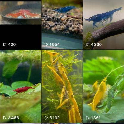 Neocaridina plusieurs souches dispos nice et envoi #2