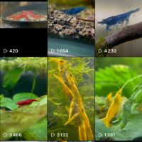 Neocaridina plusieurs souches dispos nice et envoi #2