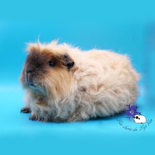 Femelle californienne