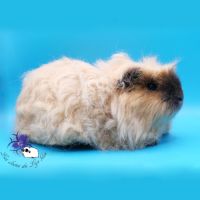 Femelle californienne #1