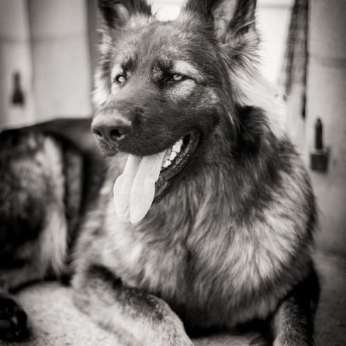 Altdeutscher schäferhund #1