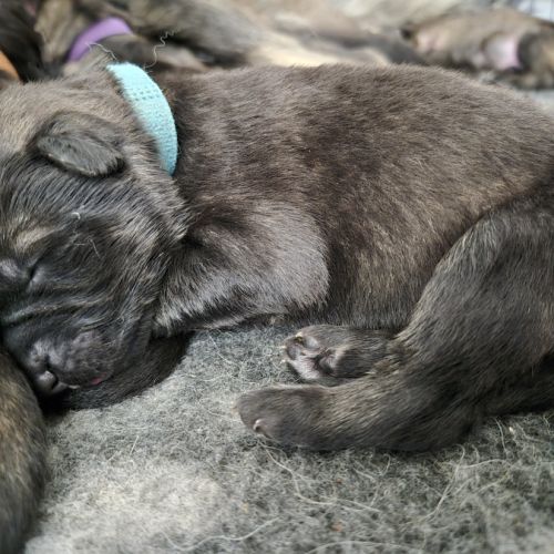 Altdeutscher schäferhund #4