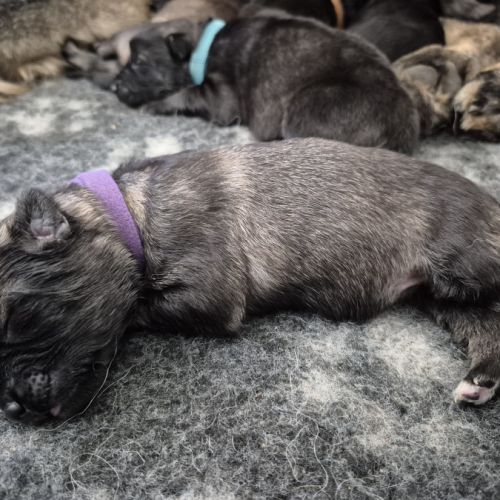 Altdeutscher schäferhund #5