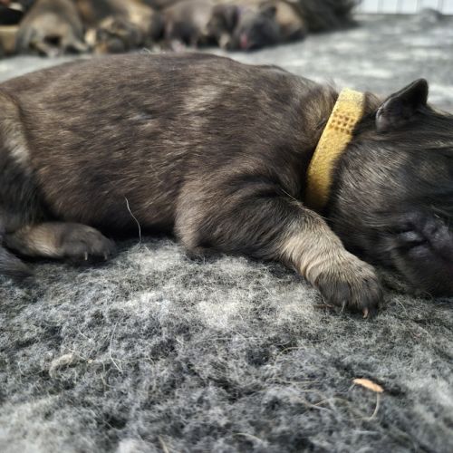 Altdeutscher schäferhund #6