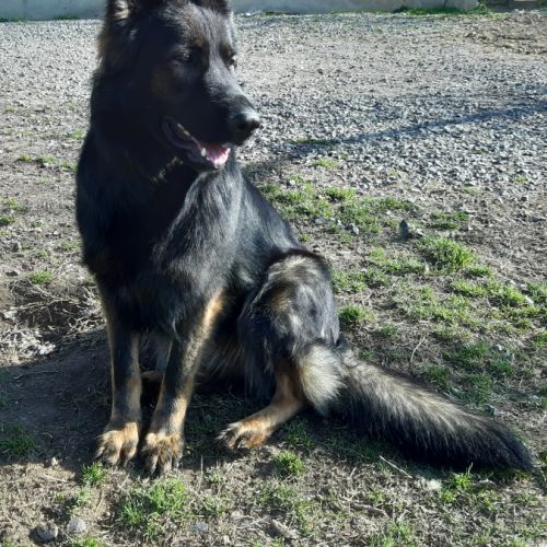 Altdeutscher schäferhund #8