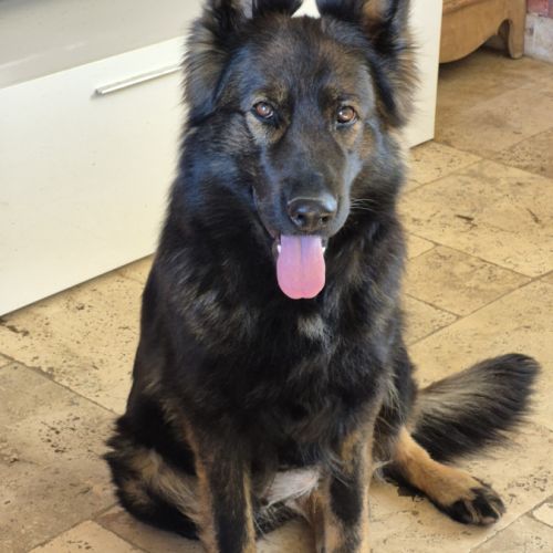 Altdeutscher schäferhund #0