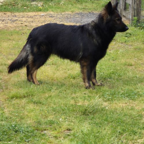 Altdeutscher schäferhund #10