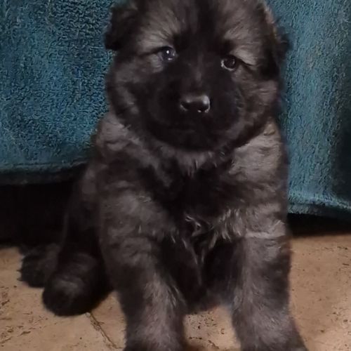 Altdeutscher schäferhund #11