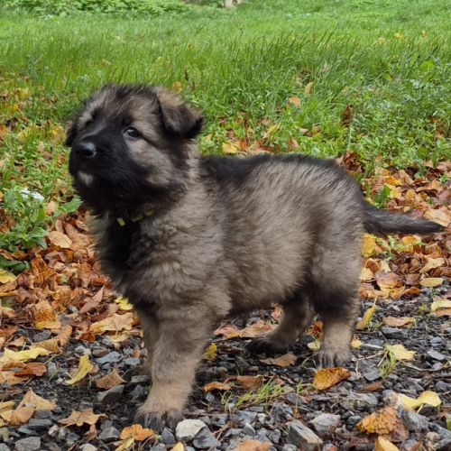 Altdeutscher schäferhund #12