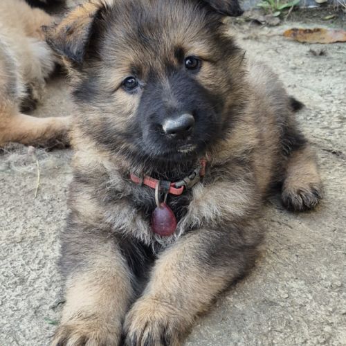 Altdeutscher schäferhund #14