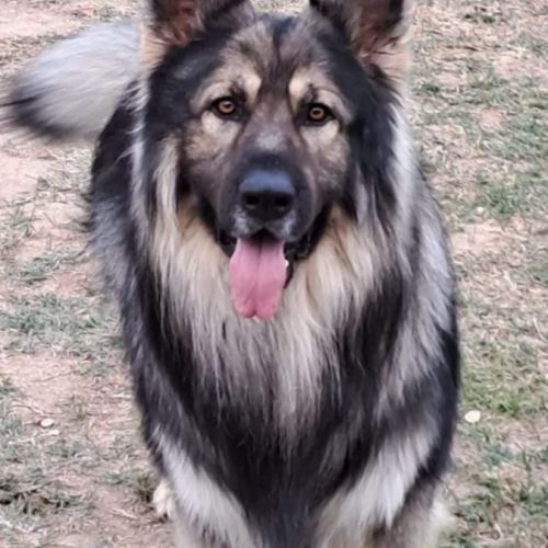 Altdeutscher schäferhund #16