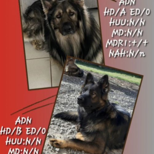 Altdeutscher schäferhund #17