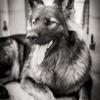 Altdeutscher schäferhund #1