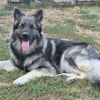 Altdeutscher schäferhund #2