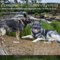 Altdeutscher schäferhund #3