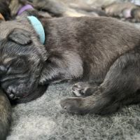 Altdeutscher schäferhund #4