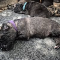 Altdeutscher schäferhund #5