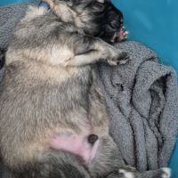 Altdeutscher schäferhund #7