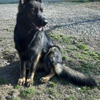 Altdeutscher schäferhund #8