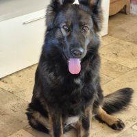 Altdeutscher schäferhund