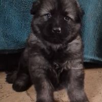 Altdeutscher schäferhund #11