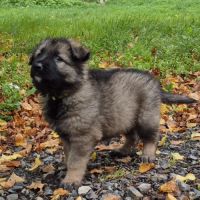 Altdeutscher schäferhund #12