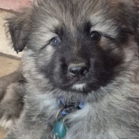 Altdeutscher schäferhund #13