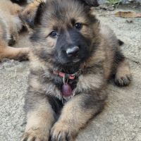 Altdeutscher schäferhund #14