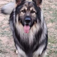 Altdeutscher schäferhund #16