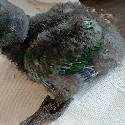 Male eclectus eam #2