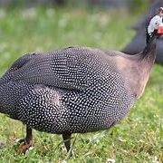 Pintade male ou femelle.