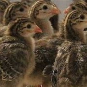 Pintade male ou femelle. #3