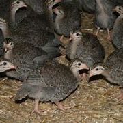 Pintade male ou femelle. #1