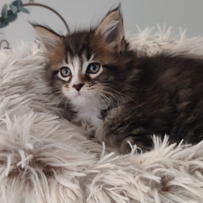 Chatons maine coon loof #2