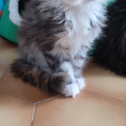 Chatons maine coon loof #4