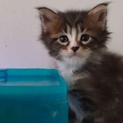 Chatons maine coon loof #1